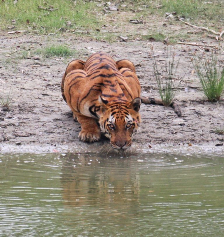 sundarban_tiger_sighting