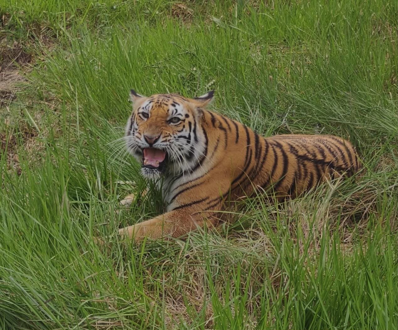 Sundarban Tiger Death: ঝড়খালি রেসকিউ সেন্টারে আচমকাই মৃত্যু ১৩ বছরের বাঘিনীর, শোকে সুন্দরবন